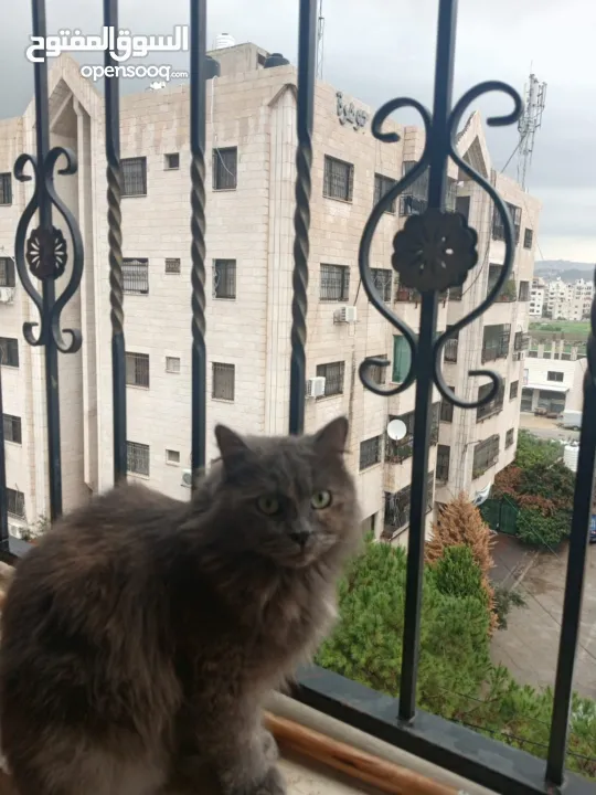 قطة شيرازي مخلوط مع بريطاني