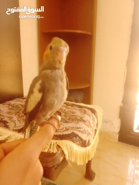 ببغاء كوكتيل اليف جدنننننن