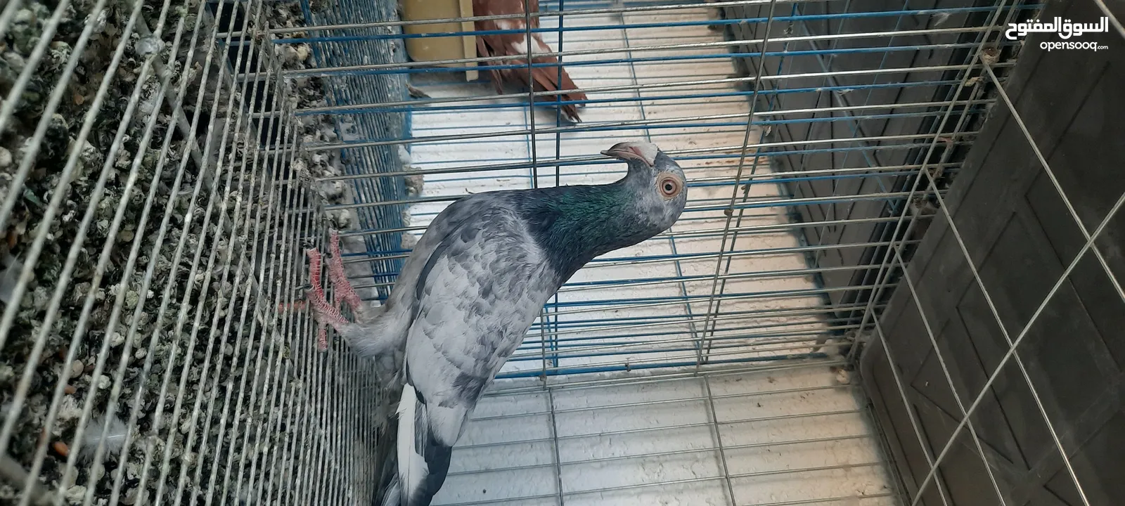 فحل وفراخ وطيره شغاله