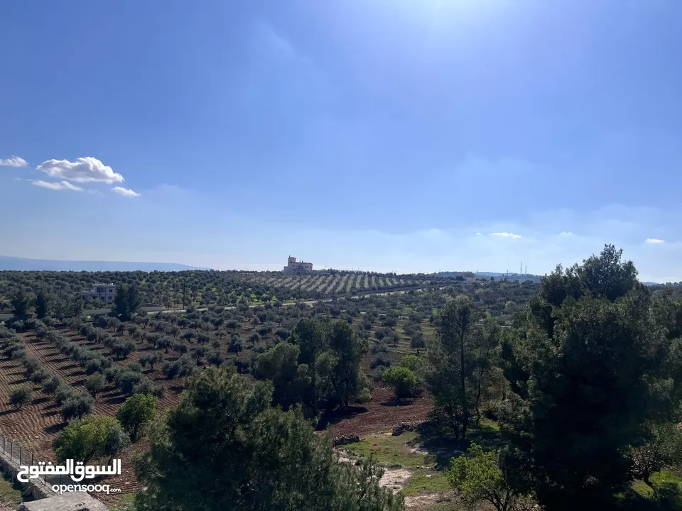 فرصة العمر مزرعة زيتون راقية  طريق اربد عمان كافه الخدمات 17 دونم و نص منتجه