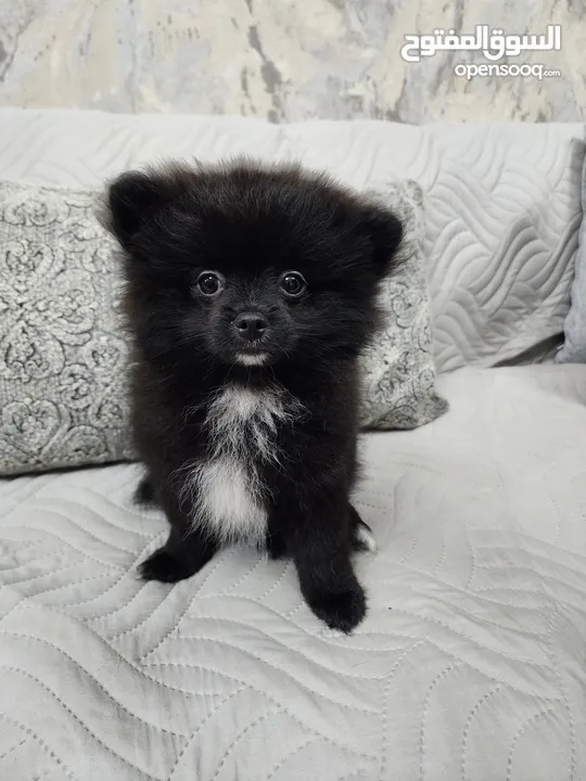 Mini Pomeranian puppies