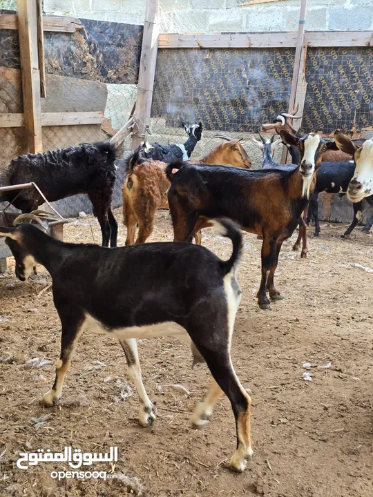 للبيع حلال صلالي الحجم الكبير والمتوسط شوهات مع تيوسه