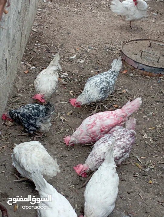 دجاج مزارع ملون