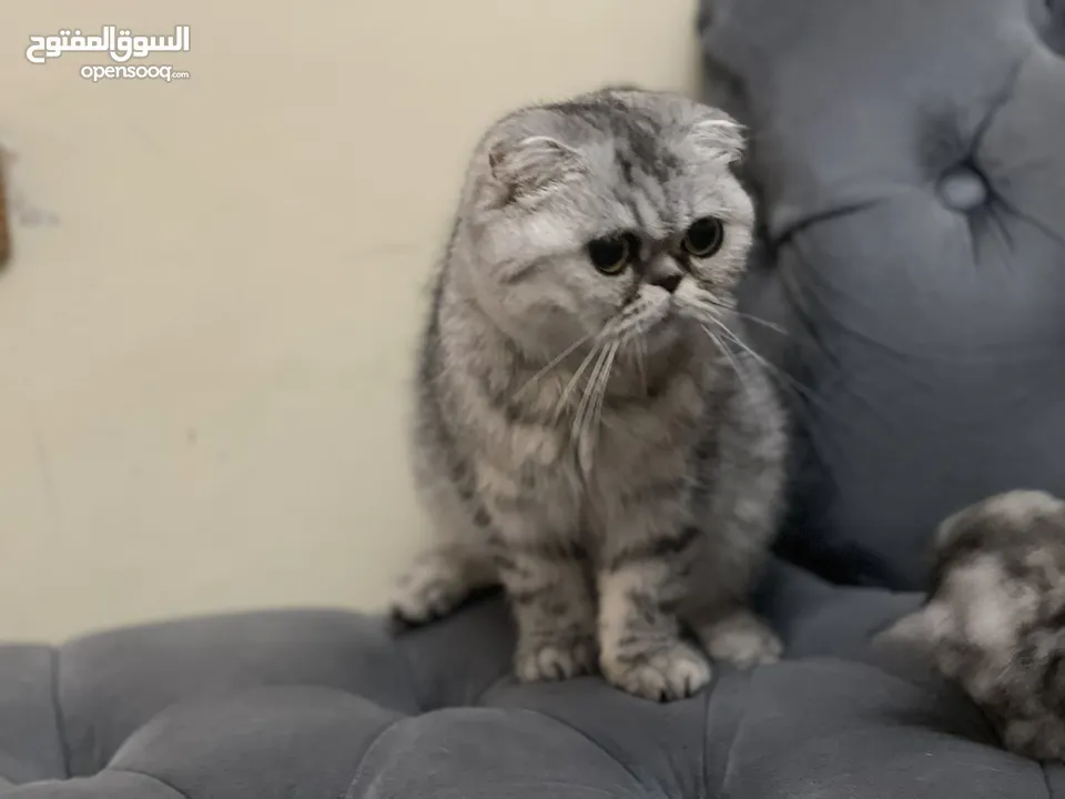 كتن سكوتش فولد و ستريت وام منتجه