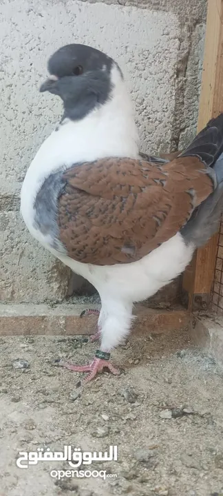فراخ كنق .