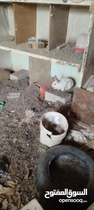 ارانب بسعر مغري