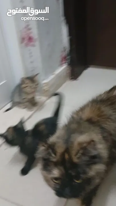 قطة شيرازي مع اطفالها ثنين مجانن