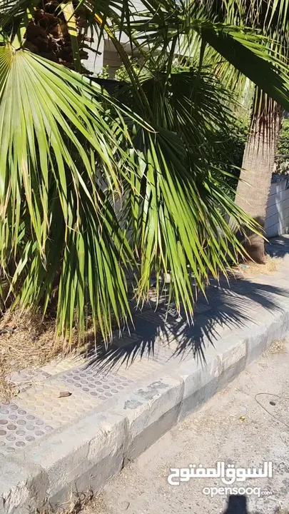 نخيل للبيع