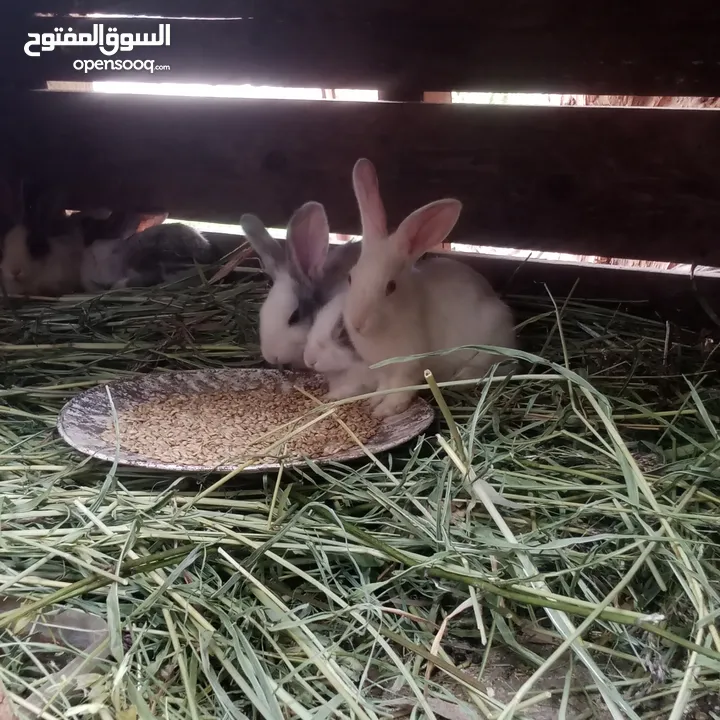 ارانب بلدي للبيع اقرا الوصف