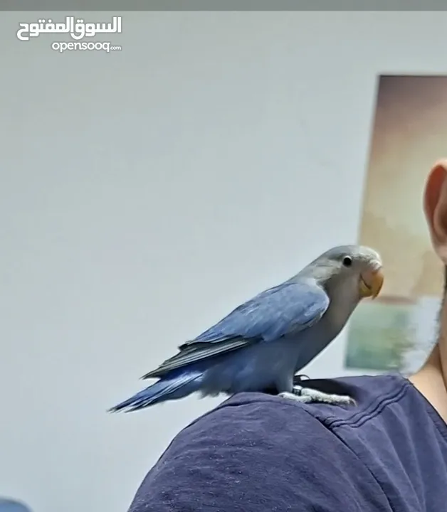 روز اليـــف جــــدا 100%