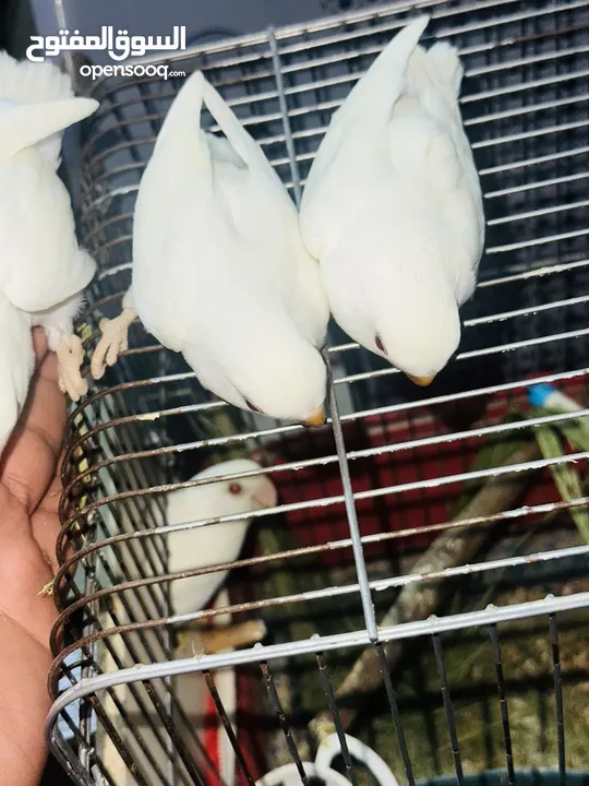 جوز روز البينو بيور ابيض صافي حاليا تحتو فرخ 3 بيضات