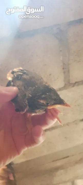 افراخ مينا للزق اليدوي