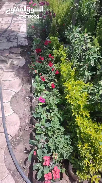 نباتات الزينه والورود مشاتل 22 مايو