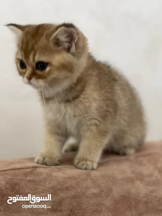 قطط سكوتشات