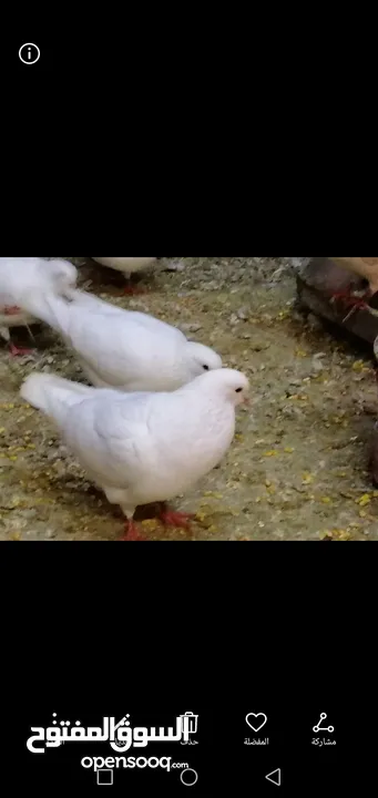 حمام فرنسي جامبو كيرنو
