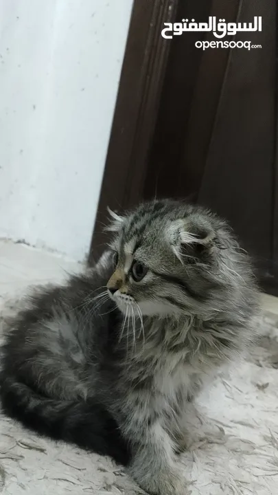 انثى سكوتش فولد العمر ثلاث شهور لعوبه وبتجنن للبيع بسعر مغري  .  .  .  .  .