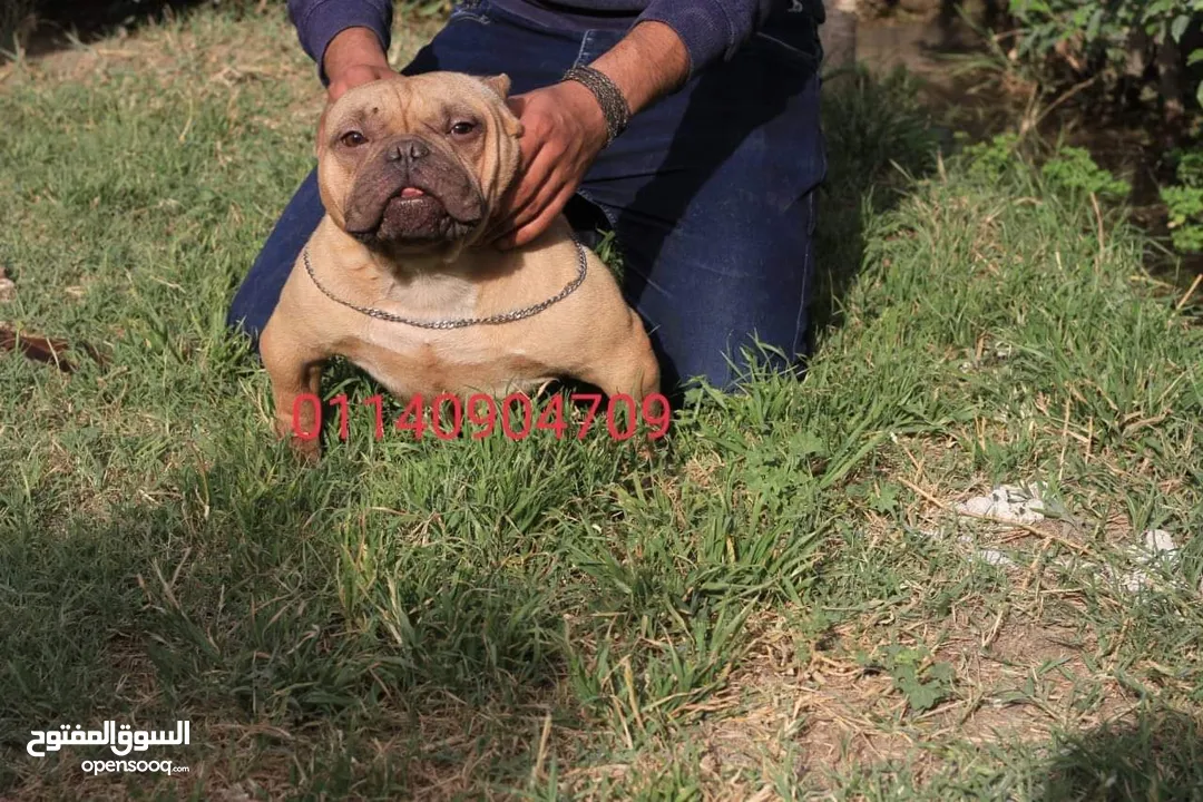 american bully exotic female 75 days  امريكان بولي اكزوتيك أنثى عمرها 75 يوم