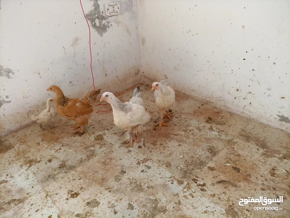 فرخات. براهمي . مشكل   في بف وفي بلاك     فرخات. ما شاء الله