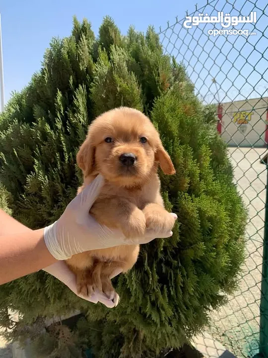 Golden retriever puppies male and female
