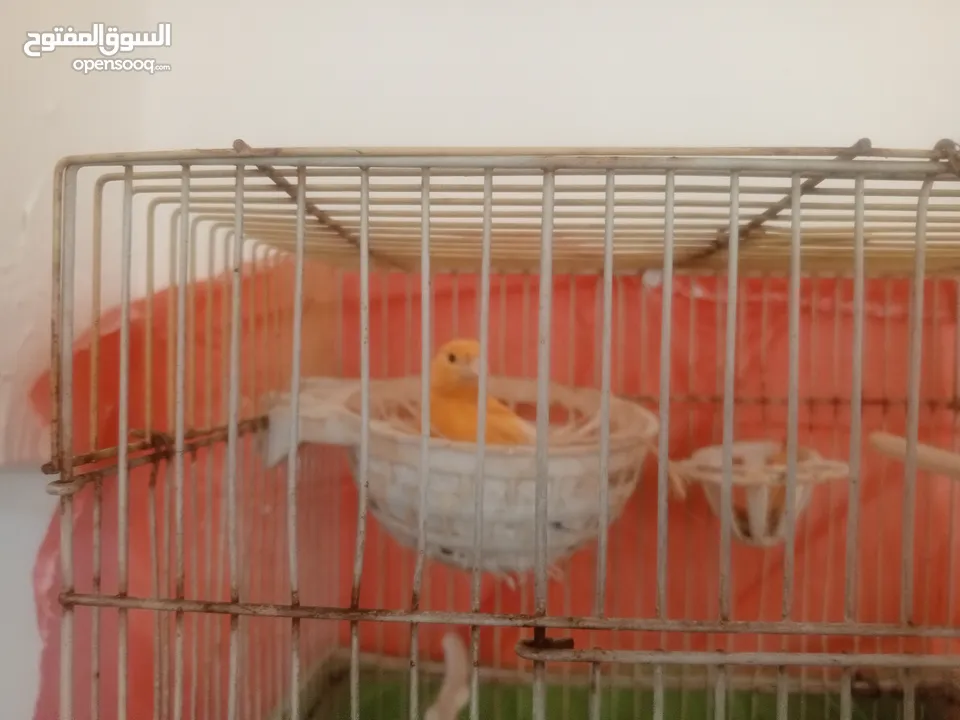 كنار للبيع او للبدل على حمام بلدي او دجاج بلدي فقط