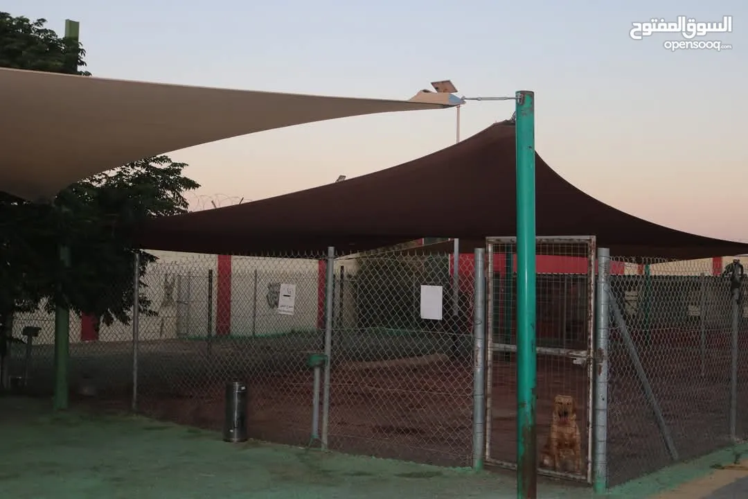 جولدن ريتريفر Golden retriever
