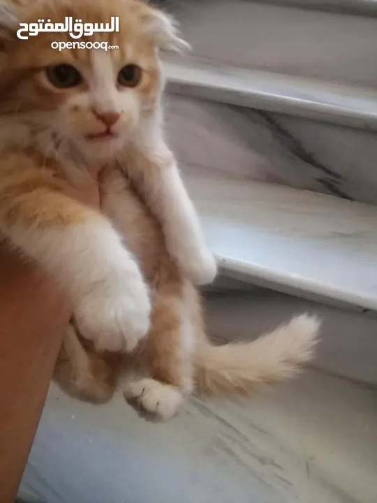قط للبيع مع اغراضه