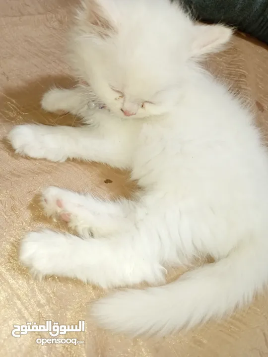 بسه شيرازيه للبيع عمرها تقريبا شهر