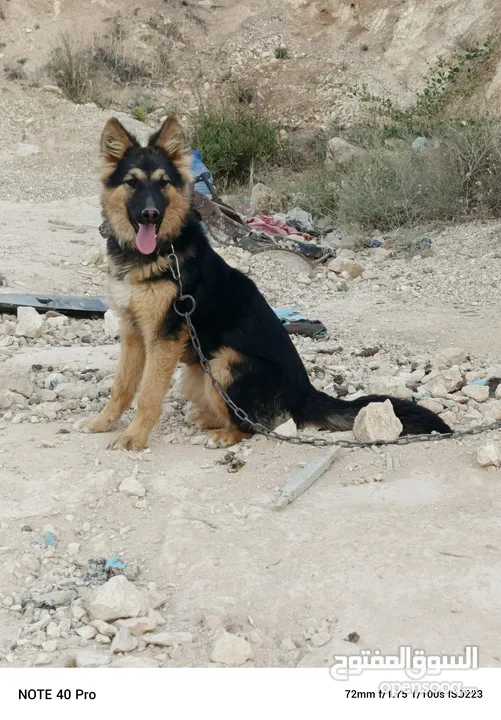 كلبه جيرمان لعوبه جدا