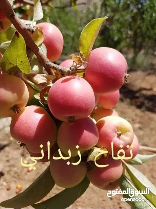 مشاتل السهل الاخضر الزراعيه تنسيق حدائق ومزارع