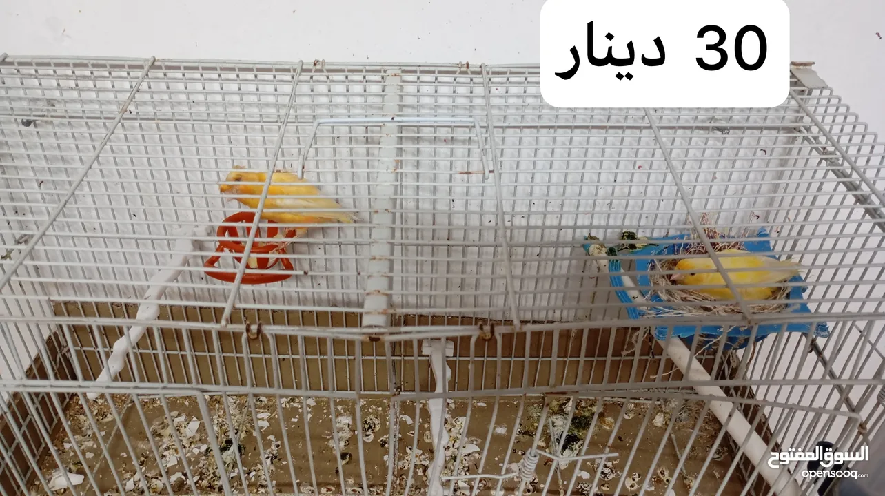 3 جواز عصافير كنار تحتهم بيض + فراخ عمر شهرين ونصف واكثر للبيع موجود في مادبا