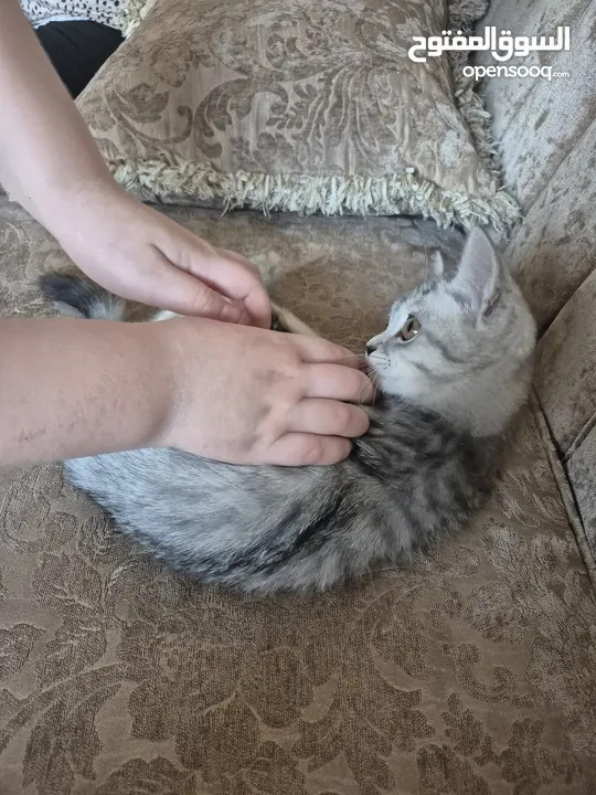 قط سكوتس عمر 3 اشهر للبيع
