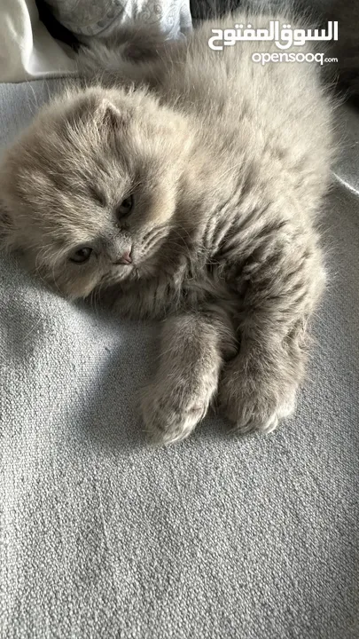 Scottish Fold-Male