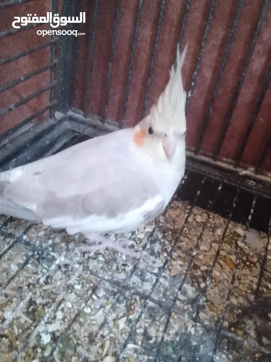 عصافير كوكتيل للبيع