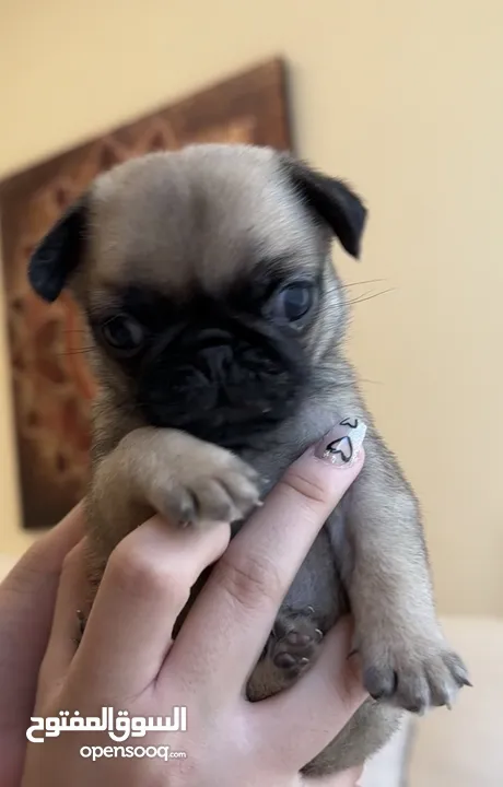 Pug cute puppies