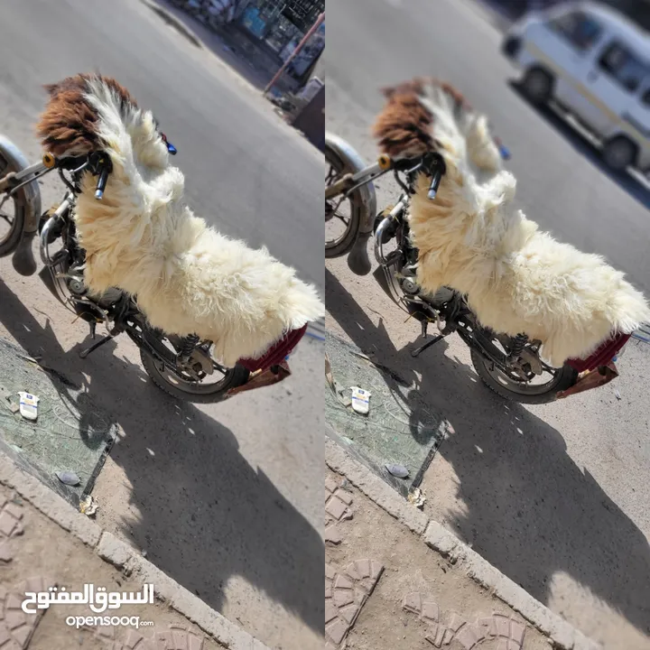 فروات جواعد جلد طبيعي سوري رقم واحد