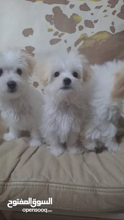 Pure Maltese dogs