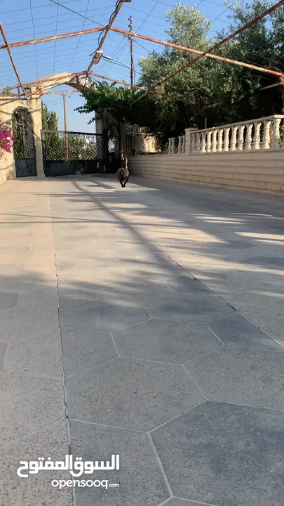 اميريكان بولي بوكت