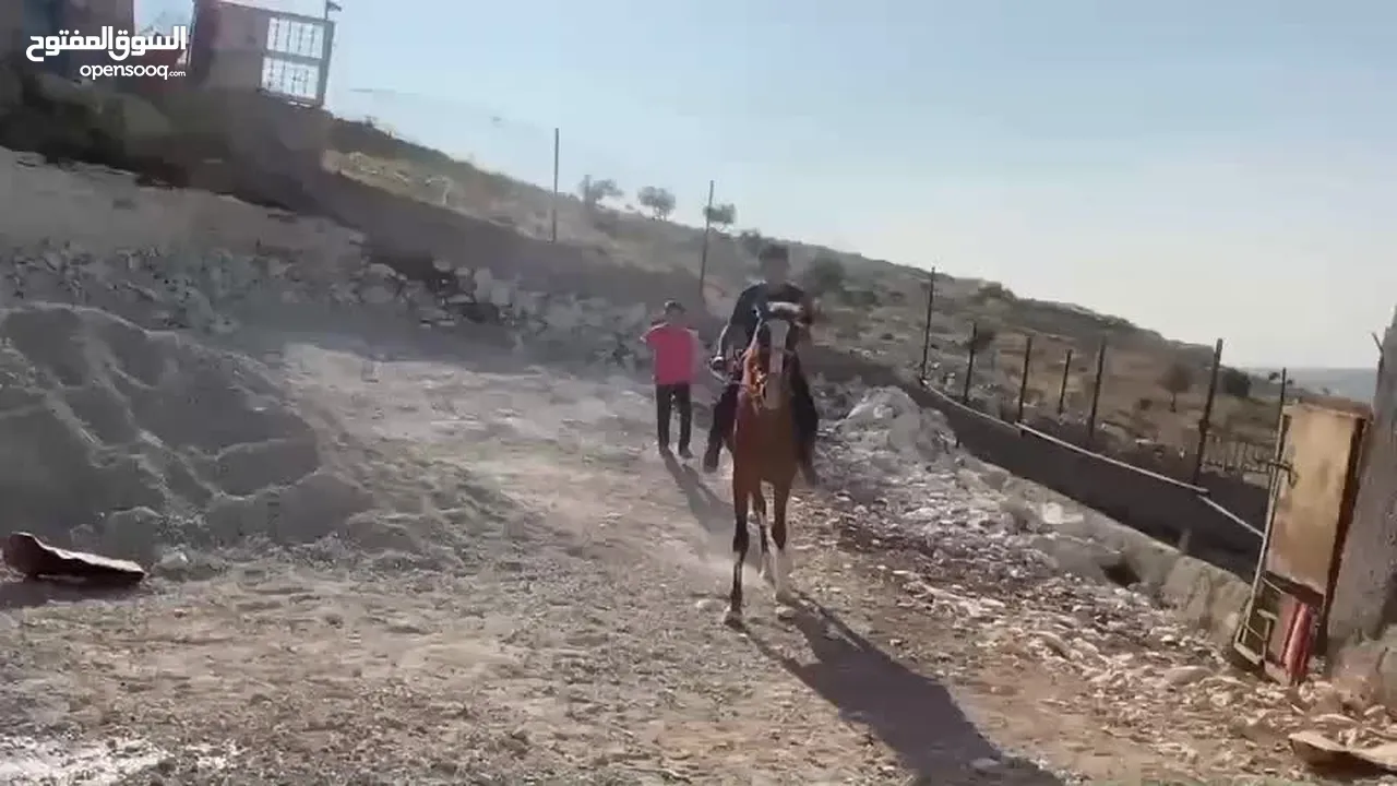 مهره عمر سنتين للبيع لون وشكل