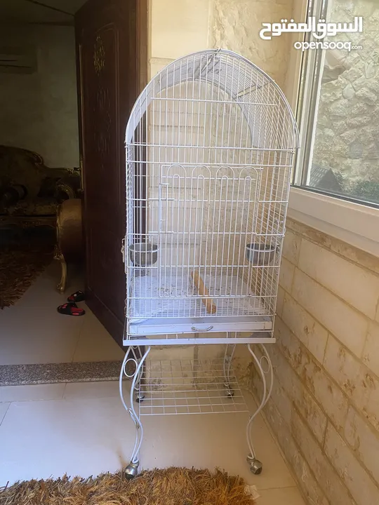 ببغاء كاسكو للبيع