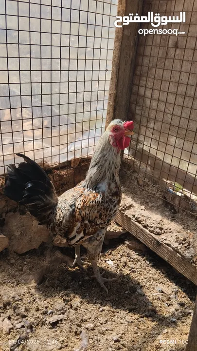 دجاج بلدي للبيع