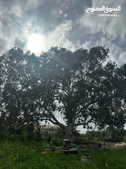 فرصة ذهبية للاستثمار أرض جبلية مميزة مسيجة .الفرصة بتيجي مرة وحده