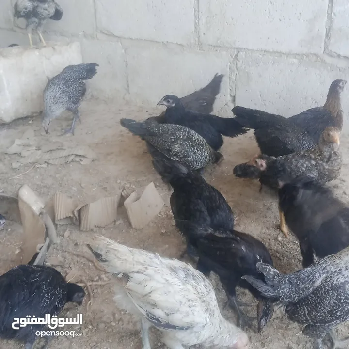 بسم الله فرخات نخب اول