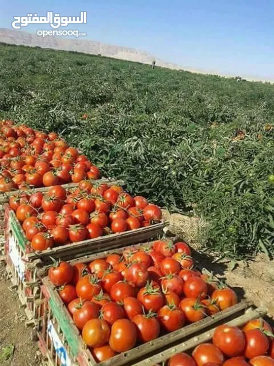 سوبرماركت للبيع