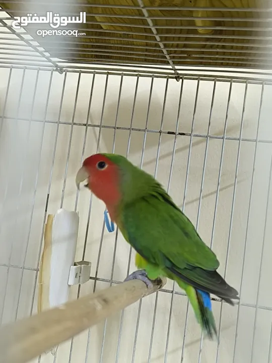 love Bird's 8 breeding pair for sale all is good and healthy jumbo size