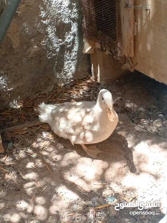 بط دجاج بط