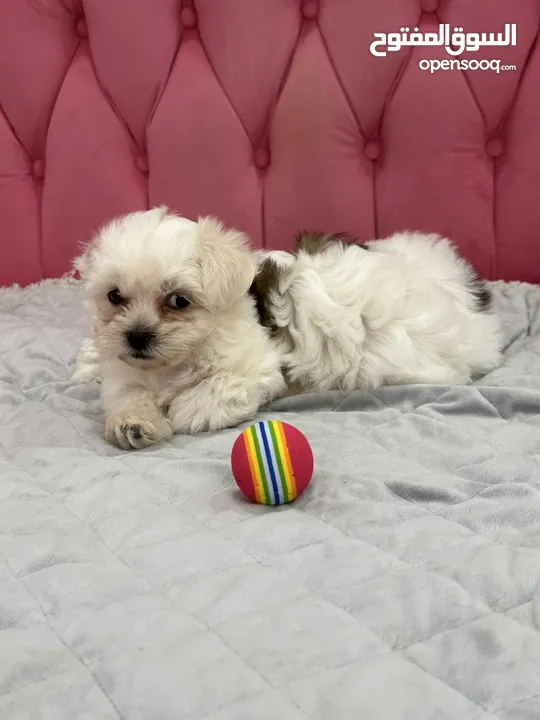 Havanese puppy