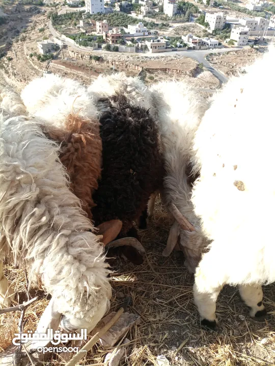 خرفان للبيع