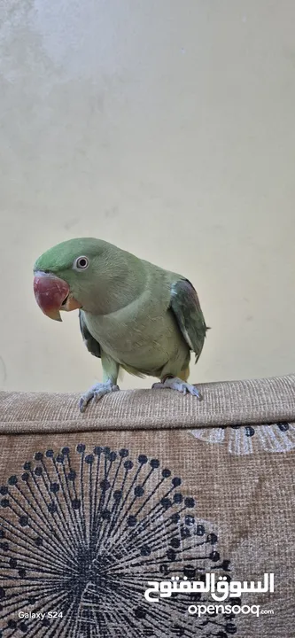 متوة نثية نيبالية أليفة ومتكلمة