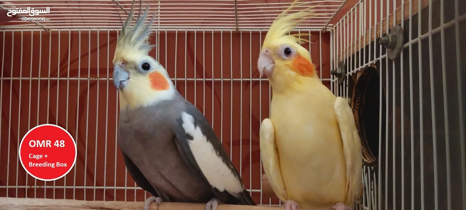 Rainbow lorikeet (265), Ring neck parrot (230) & Cockatiel (48)