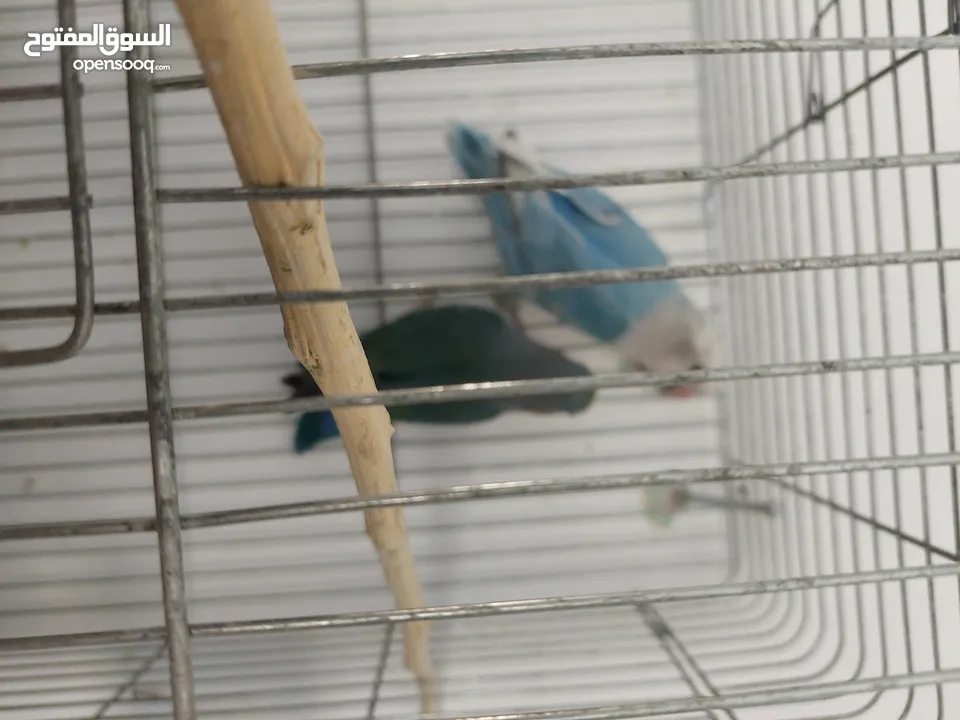 عصافير للبيع بصلاة على النبي